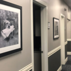 A picture of a dog holding a newspaper in the Hallway with Exam rooms and offices